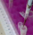 Amostra de sangue de morcego sendo analisada na Tailândia; em todos os anos do último século, ao menos dois vírus passaram de animais para humanos no mundo  Foto: Reuters / BBC News Brasil