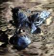 Jacaré nada no Pantanal
22/06/2014 REUTERS/Eric Gaillard   Foto: Reuters