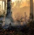 Muitas árvores maiores que sobrevivem ao fogo graças ao ambiente úmido acabam sucumbindo ao trauma  Foto: DW / Deutsche Welle