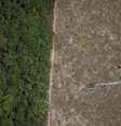 Árvore derrubada em trecho desmatado da floresta amazônica perto de Porto Velho  Foto: Ueslei Marcelino / Reuters