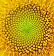 A natureza está repleta de padrões matemáticos  Foto: Getty Images / BBC News Brasil
