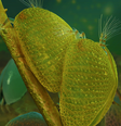 Ilustração da reprodução dos ostracodes; após acasalamento, fêmea ficou presa em gota de âmbar, guardando o espermatozoide que foi revelado cerca de 100 milhões de anos depois  Foto: Divulgação/Dinghua Yang / BBC News Brasil