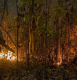 Incêndios no Pantanal atingiram grandes proporções e já consumiram quase 3 milhões de hectares do bioma no Brasil  Foto: EPA/Rogerio Florentino / BBC News Brasil