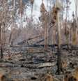 Floresta destruída nos arredores de Apuí, no Amazonas  Foto: DW / Deutsche Welle