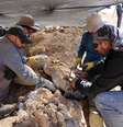 Cientistas se preparam para retirar restos de um dos maiores predadores marinhos do período Jurássico, no deserto do Atacama, no Chile. 14/12/2018. Mauricio Castro/Handout via REUTERS   Foto: Reuters
