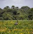 Campo de soja. REUTERS/Ueslei Marcelino  Foto: Reuters