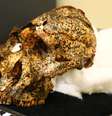 O crânio de dois milhões de anos é um espécime de Paranthropus robustus  Foto: LA TROBE UNIVERSITY / BBC News Brasil