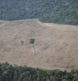 Vista aérea de trecho desmatado da Amazônia perto de Porto Velho, em Rondônia
14/08/2020 REUTERS/Ueslei Marcelino  Foto: Reuters