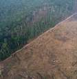 Trecho da floresta amazônica derrubada por fazendeiros e madeireiros em Apui (AM). Imagem feita por drone em agosto.
REUTERS/Ueslei Marcelino  Foto: Reuters
