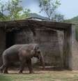 Kaavan com um treinador no zoológico Marghazar em junho de 2016  Foto: Getty Images / BBC News Brasil