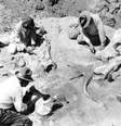 Expedição de Andrews no Deserto de Gobi, em 1928, coleta o fóssil de um mamífero de grandes proporções  Foto: Photo12/UIG/Getty Images / BBC News Brasil