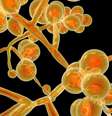 A maioria das infecções por Candida auris documentadas no mundo aconteceram em ambientes hospitalares  Foto: Getty Images / BBC News Brasil