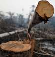 Trecho da Amazônia atingido por queimada é derrubado por madeireiros perto de Mirante da Serra, em Rondônia
20/08/2020 REUTERS/Ueslei Marcelino  Foto: Reuters