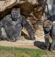 Gorilas no zoológico de San Diego
10/01/2021
Ken Bohn/San Diego Zoo Global/Divulgação via REUTERS  Foto: Reuters