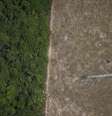 Área desmatada da Amazônia perto de Porto Velho, em Rondônia
14/08/2020 REUTERS/Ueslei Marcelino  Foto: Reuters