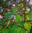 Use o óleo essencial e incenso de patchouli para trazer mais amor e paixão na sua vida. -  Foto: Foto de Shutterstock. / João Bidu