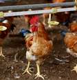Frangos em fazenda do Vietnã
24/04/2018
REUTERS/Kham  Foto: Reuters