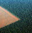 Fronteira entre a floresta amazônica e áreas agrícolas em Mato Grosso 
04/10/2015
REUTERS/Paulo Whitaker  Foto: Reuters