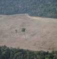 Área desmatada da floresta amazônia na região de Porto Velho (RO) 
14/08/2020
REUTERS/Ueslei Marcelino  Foto: Reuters