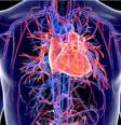 Sistema cardiovascular também pode ser afetado pela Covid 19  Foto: Shutterstock / Sport Life
