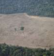Vista aérea de área da Amazônia desmatada em Rondônia
14/08/2020 REUTERS/Ueslei Marcelino  Foto: Reuters