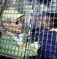 Acusado pela morte de 20 pessoas que foram drogadas, estranguladas, golpeadas ou incendiadas entre 1972 e 82, Charles Sobhraj só foi condenado por homicídio pela primeira vez em 2004  Foto: Getty Images / BBC News Brasil