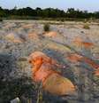 Centenas de valas têm sido feitas informalmente para vítimas da covid nas areias que ficam às margens do Ganges, rio sagrado para os indianos  Foto: Getty Images / BBC News Brasil