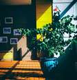 feng shui plantas  Foto: Pixabay / Personare