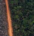 Área desmatada na Amazônia: bioma concentra 61% da área devastada em 2020  Foto: DW / Deutsche Welle