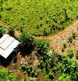 Plantação do Café Agroflorestal Apuí, na Amazônia.  Foto: Idesam/Divulgação / Estadão