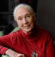 'Hoje existem vários grupos de jovens trabalhando para tornar esse mundo melhor. Eles são meu maior motivo de esperança', afirma Jane Goodall.  Foto: Divulgação / Estadão