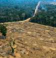 Desmatamento na Amazônia vem batendo recordes há 3 meses  Foto: Ansa / Ansa