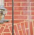 Aves estão morrendo em uma taxa alarmante em Washington, D.C. e outras partes dos EUA  Foto: DW / Deutsche Welle