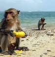 Macacos comendo fruta na praia  Foto: Urs Flueeler/EyeEm/Getty Images / BBC News Brasil