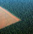 Fronteira entre floresta amazônica e área de produção de soja em Mato Grosso 
04/10/2015
REUTERS/Paulo Whitaker  Foto: Reuters