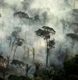 Fumaça de incêndio na Floresta Amazônica perto de Porto Velho
 10/9/2019   REUTERS/Bruno Kelly  Foto: Reuters