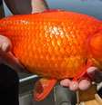 Vários peixes-dourados enormes foram encontrados recentemente em um lago em Burnsville, Minnesota  Foto: Prefeitura de Burnsville / BBC News Brasil