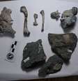 Ossos fossilizados do Burkesuchus mallingrandensis em Buenos Aires
24/04/2020 Laboratorio de Anatomia Comparada - Museo de Ciencias Naturales "Bernardino Rivadavia"/Divulgação via REUTERS  Foto: Reuters