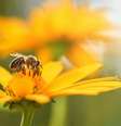 Confira os significados de sonhos com animais -  Foto: Foto de Shutterstock. / João Bidu