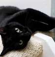 13 motivos para nunca mais associar gato preto ao azar -  Foto: Getty Images / João Bidu