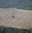 Vista aérea de área desmatada da Amazônia perto de Porto Velho, em Rondônia
14/08/2020 REUTERS/Ueslei Marcelino  Foto: Reuters
