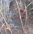Incêndio na Chapada dos Veadeiros já dura cinco dias  Foto: Corpo de Bombeiros do Estado de Goiás