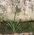 Imagem atual do jardim após proprietária da casa ser encontrada enterrada no local  Foto: Arquivo pessoal / BBC News Brasil