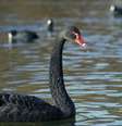 Cisne negro rodeado de cisnes brancos  Foto: Getty Images / BBC News Brasil