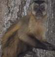 Macaco com a pata estendida; primatas aprenderam a 'pedir comida' aos humanos em meio à situação adversa no Pantanal, dizem ONGs  Foto: Fundação Ecotrópica / BBC News Brasil