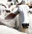 Projeto de lei antidesmatamento cita o Brasil e seus produtos de origem bovina  Foto: Getty Images / BBC News Brasil