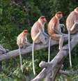 Os macacos têm rabo, ​​ao contrário dos humanos e dos grandes símios  Foto: Getty Images / BBC News Brasil