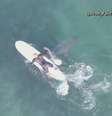 Tubarões brancos são flagrados passando perto de surfistas na Califórnia, Estados Unidos  Foto: Reprodução/NBC / Estadão