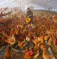 Homem fornece água para galinhas dentro de estufa em uma fazenda em Heihe, China 
REUTERS  Foto: Reuters