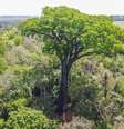 O Patriarca, um jequitibá-rosa de mais de 600 anos, se destaca na paisagem do Parque Estadual do Vassununga, em Santa Rita do Passa Quatro, interior paulista  Foto: TIAGO QUEIROZ/ESTADÃO CONTEÚDO